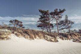 Weststrand II von Axel Ellerhorst
