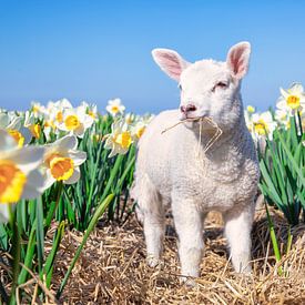 Lamb and Daffodils. by Justin Sinner Pictures ( Fotograaf op Texel)