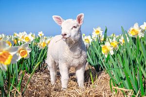 Agneau et jonquilles. sur Justin Sinner Pictures ( Fotograaf op Texel)