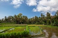 de zon komt op boven de groene velden van de rijstvelden van Tegalalang in het hart van Bali, Indone van Tjeerd Kruse thumbnail