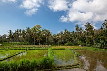 The sun rises above the green fields of the rice fields of Tegalalang in the heart of Bali, Indonesi by Tjeerd Kruse