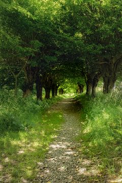 Forêt tunnel sur Tim Lee Williams