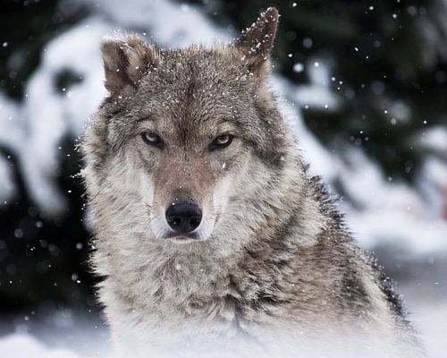 Portrait of a wolf (female wolf) close-up of the head of the beast with a severe look of stern eyes,
