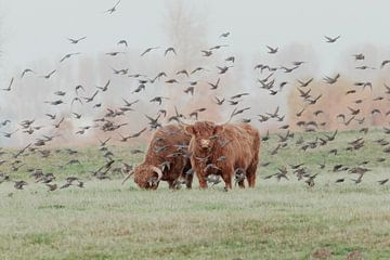 Schotse Hooglanders in de Nederlandse Duinen van Anne Zwagers