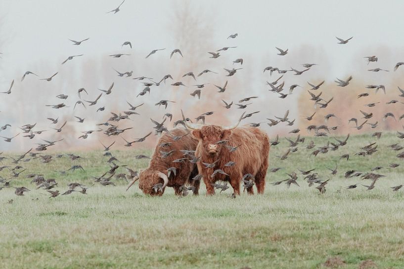 Scottish Highlanders in the Dutch Dunes by Anne Zwagers