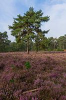 Heide in Bloei Landgoed Heidestein