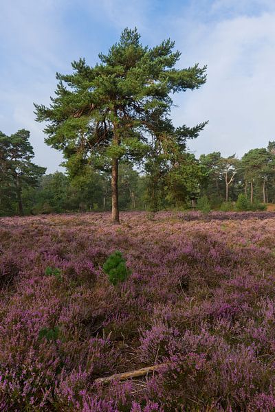 Heather in Bloom Heidestein Estate by Charlene van Koesveld