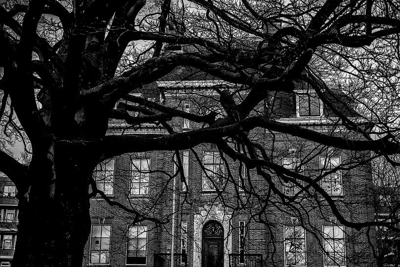 Entangled by Rogier Steyvers