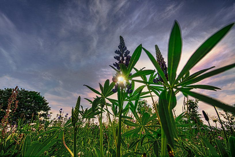 landscape flowers / flower meadow by Johnny Flash