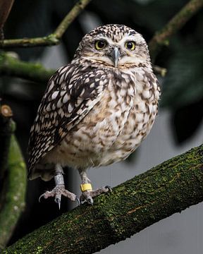 Kaninchenkauz oder Kanincheneule von Loek Lobel