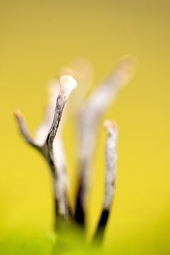 Geweizwam en jaune ! sur michel verhoeven