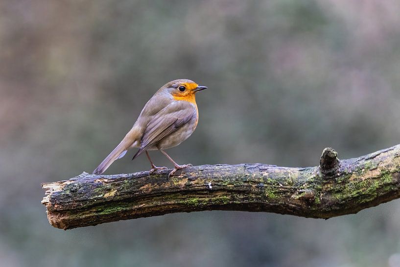 Robins von Marieke Deinum