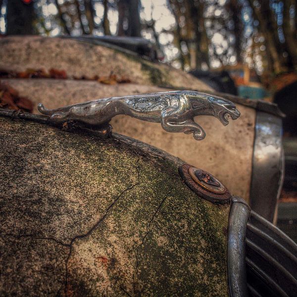 Jaguar par Creativiato Shop