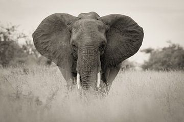 olifant in kruger park zuid afrika van Ed Dorrestein