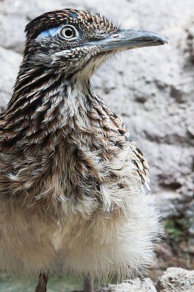 Renkoekkoek par Desiree Pantekoek