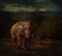 Lone bull