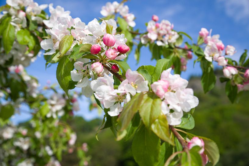 Verbessern Sie die Atmosphäre mit Blossom - Verleihen Sie Ihrem Innenraum oder Garten ein schönes Upgrade von Eriks Photoshop