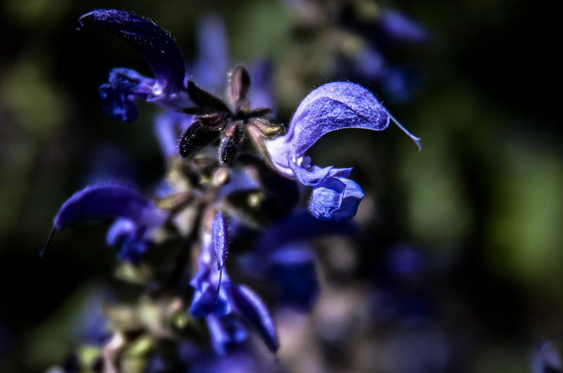 Blauwe bloesem van Norbert Sülzner