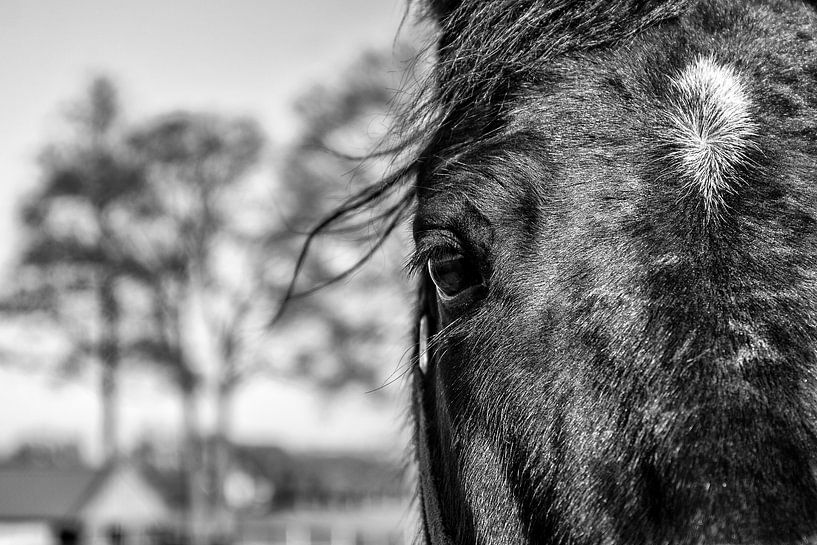 Paard van Ruud van Ravenswaaij