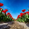 Bollenveld - Rode Tulpen van Manuel Speksnijder