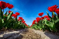 Flowerbulbs - Red Tulips