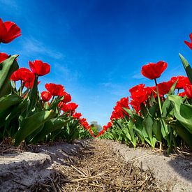Flowerbulbs - Red Tulips sur Manuel Speksnijder