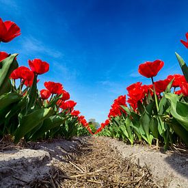 Bollenveld - Rode Tulpen van Manuel Speksnijder