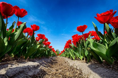 Flowerbulbs - Red Tulips von Manuel Speksnijder