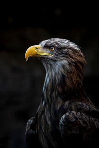 Aigle à tête blanche sur basnieuwenh