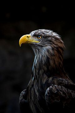 Bald eagle by basnieuwenh