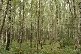 Birke,Birkenwald von Marco Liberto
