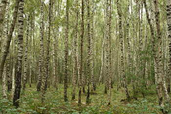 Berk,Berkenbos