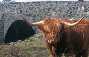 Un haut-landais écossais près du célèbre pont de Sligachan, sur l'île de Skye, en Écosse