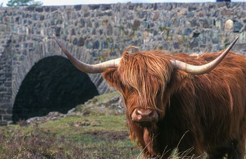 Schotse hooglander bij de beroemde Sligachan brug op Sky, Schotland