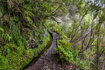 Levada auf Madeira