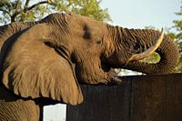 Close up drinkende Afrikaanse olifant, Kruger park, Zuid Afrika