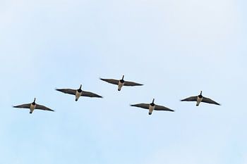 Weißbauch-Nonnengänse fliegen in V-Formation