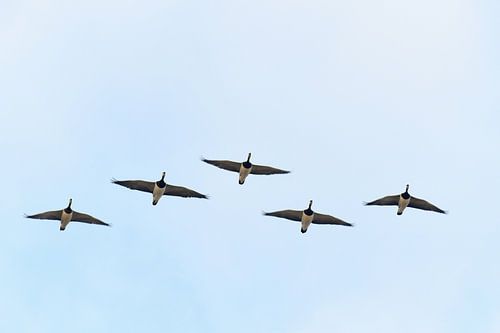 White-fronted Geese fly in a V-formation