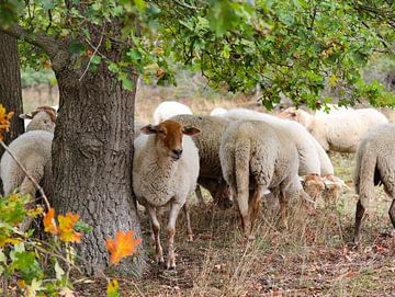 schapen van Marieke Funke