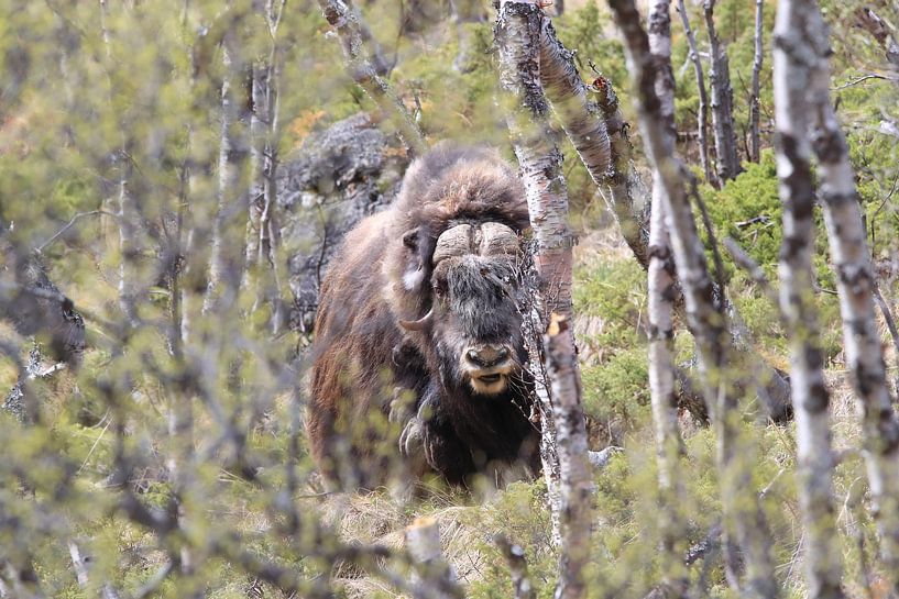 Musk Ox Dovrefjell, Norway by Frank Fichtmüller
