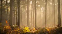 Nebliger Wald