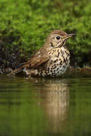 Portrait of a Song Thrush by Ronald Pol