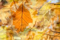 Golden leaves van Caroline Drijber thumbnail