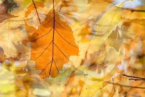 Herbst im Wald