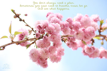You don't always need a plan - christelijke teksten - bloesem
