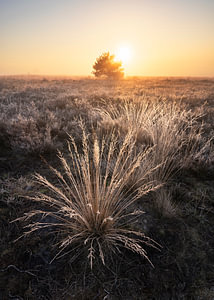 Mistige zonsopkomst op de Veluwe met rijp