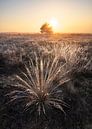 Lever de soleil brumeux sur le Veluwe avec du givre mûr par Rick Kloekke Aperçu