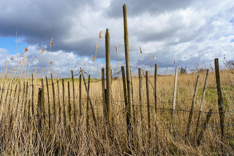 stern in the reeds by Pixel Meeting Point