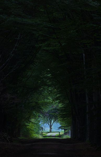 Forest of the future - Fochteloërveen - Assen -Drenthe (Netherlands) by Marcel Kerdijk