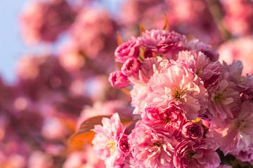 Roze bloesem in de lente van Jeantina Lensen-Jansen